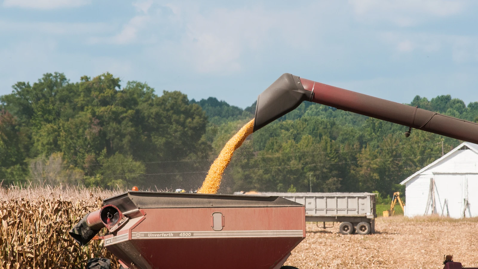 Corn kernels pouring from a combine into a red grain cart during harvest.