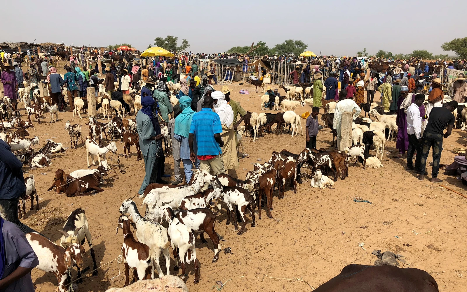 People and many goats and sheep at a bustling livestock market.