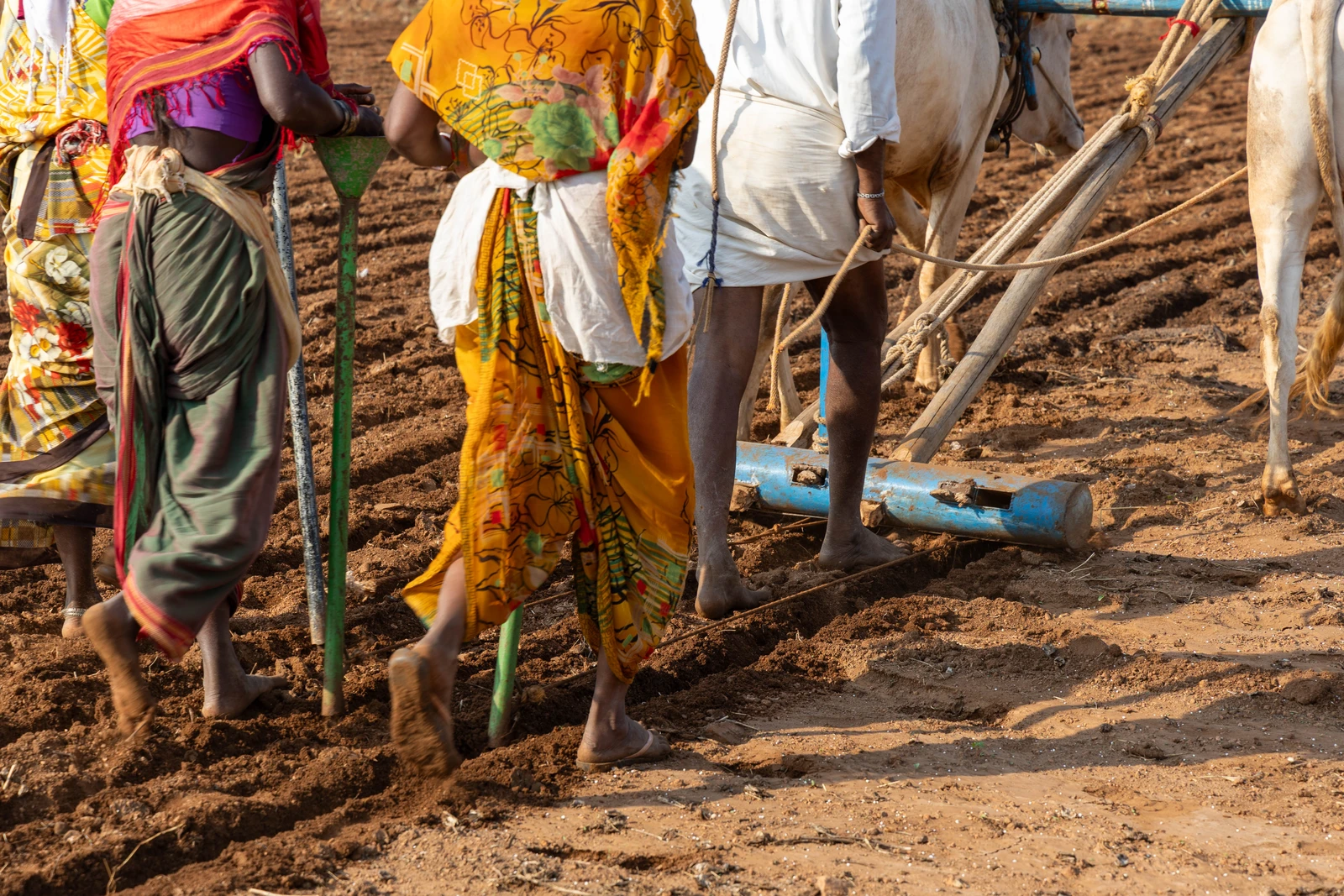 Farmers using traditional tilling and sowing methods in a dry field.