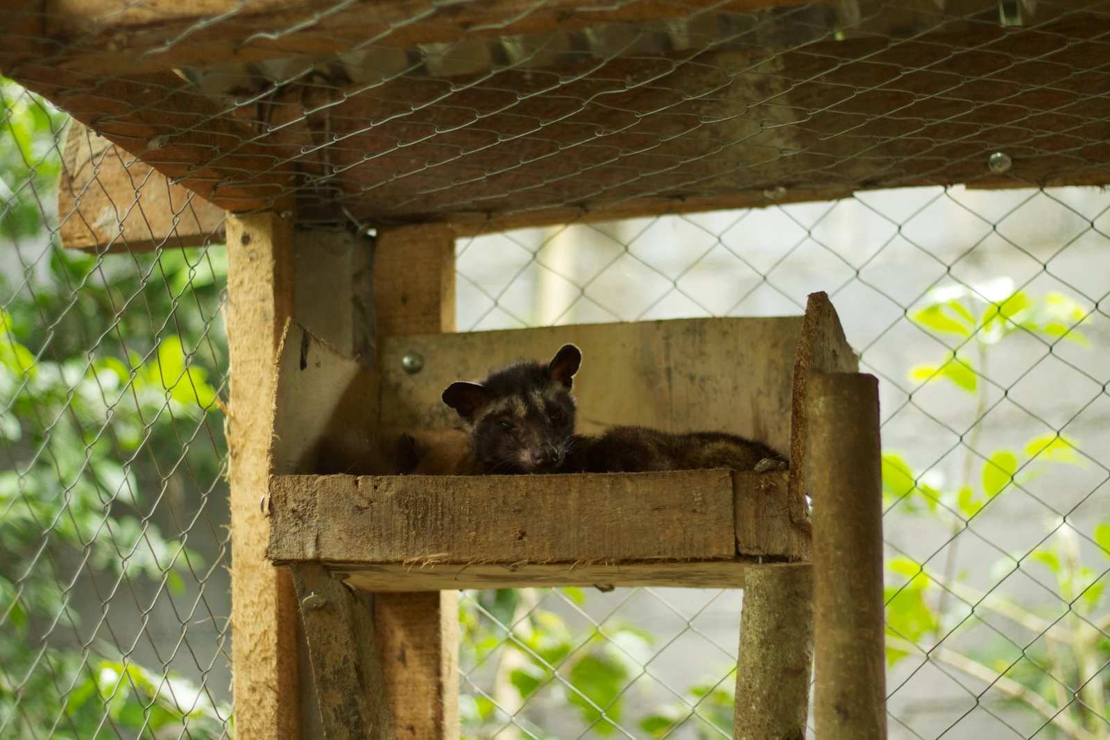 A civet animal resting in a wooden cage in Bali, Indonesia.