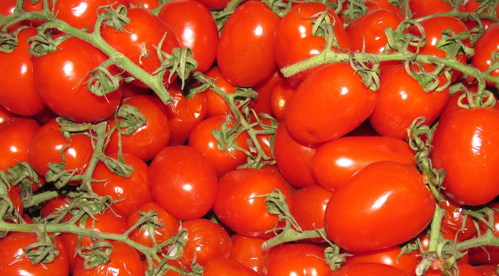 Close-up of small, red datterino tomatoes still attached to their green vines.