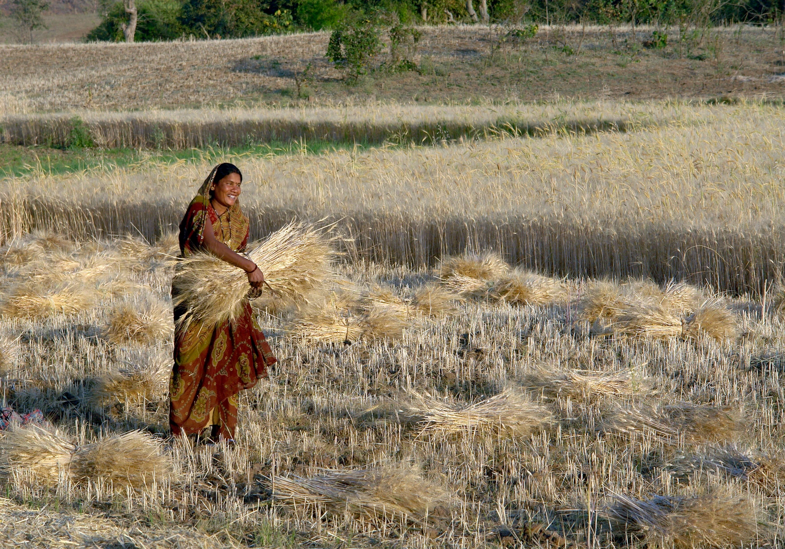 Woman harvesting wheat in a field in Raisen district, Madhya Pradesh, India.