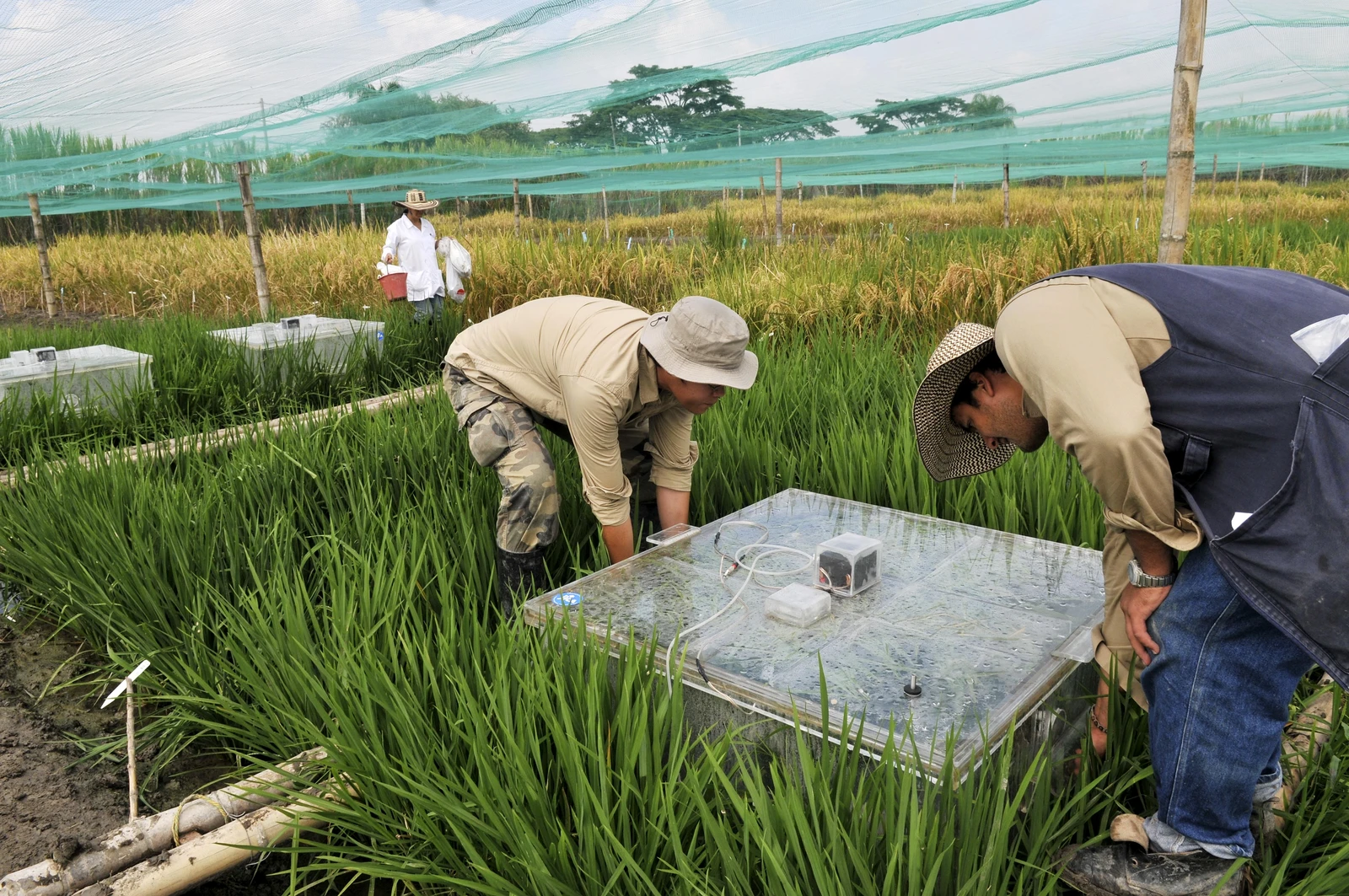 Scientists wearing hats and work clothing, bent over clear boxes in a rice field.